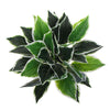 Dense Potted Artificial Calathea Plant 35cm - Designer Vertical Gardens Artificial Shrubs and Small plants Artificial Trees
