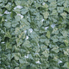 Double - Sided Artificial Ivy Roll 3m x 1m - UV Resistant Privacy Hedge - Designer Vertical Gardens artificial green wall sydney artificial green walls for events