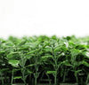 English Boxwood Artificial Hedge Panel 1m x 1m – SGS UV Resistant - Designer Vertical Gardens artificial garden wall plants artificial green wall australia
