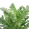 Faux Green Maiden Hair Fern Stem 40cm - Designer Vertical Gardens artificial fern artificial green wall sydney