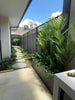 Hanging Artificial Monstera Adansonia Plant 50cm - Designer Vertical Gardens hanging plants Stems / Ferns