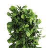 Hanging Creeping Fig Vine – UV & Fire Rated (18cm x 76cm) - Designer Vertical Gardens artificial hanging ferns hanging fern
