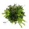 Imitation Gold Artificial Hanging Green Wall Disc 80cm (Limited Edition) UV Resistant Foliage - Designer Vertical Gardens hanging fern hanging garland