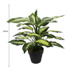 Leopard Lily (Dieffenbachia) with Pot 40cm - Designer Vertical Gardens artificial garden wall plants artificial green wall sydney
