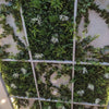 Long Two - tone Ivy Garland UV Treated 190cm - Designer Vertical Gardens Artificial ivy garland hanging garland