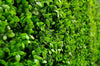 Luxury Dense Buxus Artificial Hedge Tile 1m x 1m – SGS UV Resistant - Designer Vertical Gardens artificial garden wall plants artificial green wall australia