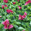 Luxury Flowering Pink Vertical Garden Green Wall Panel 1m x 1m – SGS UV Resistant - Designer Vertical Gardens artificial vertical garden melbourne artificial vertical garden wall