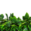 Luxury Green Beet Vertical Garden Green Wall Panel 1m x 1m – SGS UV Resistant - Designer Vertical Gardens artificial garden wall plants artificial green wall australia