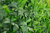 Luxury Green Sensation Vertical Garden Green Wall Panel 1m x 1m – SGS UV Resistant (1 Week Price Reduction) - Designer Vertical Gardens artificial garden wall plants artificial green wall australia