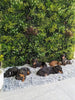 Luxury Lush Spring Vertical Garden Green Wall Panel 1m x 1m – SGS UV Resistant - Designer Vertical Gardens artificial green walls for backdrops artificial green walls for balconies