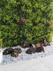 Luxury Lush Spring Vertical Garden / Green Wall UV Resistant 100cm x 100cm - Designer Vertical Gardens artificial green walls for backdrops artificial green walls for balconies