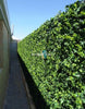 Luxury Mixed Ivy Artificial Hedge Panel 1m x 1m – SGS UV Resistant - Designer Vertical Gardens artificial garden wall plants artificial green wall australia