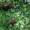 Luxury Vista Green Vertical Garden Green Wall Panel 1m x 1m – SGS UV Resistant - Designer Vertical Gardens artificial garden wall artificial garden wall plants