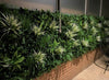 Luxury White Grassy Sensation Vertical Garden Green Wall Panel 1m x 1m – SGS UV Resistant - Designer Vertical Gardens artificial garden wall plants artificial green wall installatio