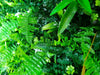 Luxury Wild Tropics Vertical Garden Green Wall Panel 1m x 1m – SGS UV Resistant - Designer Vertical Gardens artificial garden wall plants artificial green wall installation