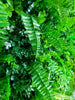 Luxury Wild Tropics Vertical Garden Green Wall Panel 1m x 1m – SGS UV Resistant - Designer Vertical Gardens artificial garden wall plants artificial green wall installation