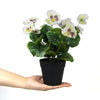 Mixed White Flowering Potted Artificial Pansy Plants 25cm - Designer Vertical Gardens Artificial Shrubs and Small plants Flowering plants