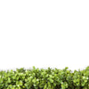 Natural Buxus Artificial Hedge Panel 1m x 1m – SGS UV Resistant - Designer Vertical Gardens artificial garden wall plants artificial green wall australia
