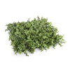 Portable Pittosporum Hedge 1.5m x 1.5m - UVTEX Certified UV Resistant - Designer Vertical Gardens artificial garden wall plants artificial green wall australia