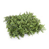 Portable Premium Buxus Hedge 2m x 1m - UVTEX Certified UV Resistant - Designer Vertical Gardens artificial garden wall plants artificial green wall australia