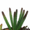 Potted Artificial Succulents with Round Decorative Bowl 19cm - Designer Vertical Gardens artificial succulents Artificial Trees
