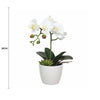Potted Single Stem White Phalaenopsis Orchid with Decorative Pot 35cm - Designer Vertical Gardens Artificial Trees Flowering plants