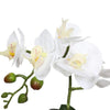 Potted Single Stem White Phalaenopsis Orchid with Decorative Pot 35cm - Designer Vertical Gardens Flowering plants orchid
