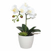Potted Single Stem White Phalaenopsis Orchid with Decorative Pot 35cm - Designer Vertical Gardens Artificial Trees Flowering plants