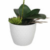 Potted Single Stem White Phalaenopsis Orchid with Decorative Pot 35cm - Designer Vertical Gardens Artificial Trees Flowering plants