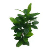 Premium Artificial Cordyline Fructicosa Green / Ti Plant 90cm - Designer Vertical Gardens Artificial Shrubs and Small plants Artificial Trees