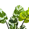 Premium Artificial Potted Monstera Albo 150cm - Designer Vertical Gardens Artificial Shrubs and Small plants Artificial Trees
