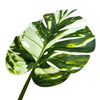 Premium Artificial Potted Monstera Albo 150cm - Designer Vertical Gardens Artificial Shrubs and Small plants Artificial Trees