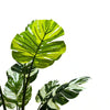 Premium Artificial Potted Monstera Albo 150cm - Designer Vertical Gardens Artificial Shrubs and Small plants Artificial Trees