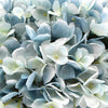 Premium Faux Hydrangea With Glass Vase (Artificial Flowering Blue Hydrangea) 23cm - Designer Vertical Gardens Flowering plants