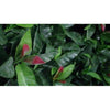 Sample - Red Photinia Artificial Hedge Panel (25cm x 25cm) - Designer Vertical Gardens artificial garden wall plants artificial green wall australia
