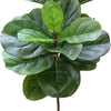 Tall Artificial Fiddle Leaf Fig 170cm - Designer Vertical Gardens artificial fiddle leaf fig tree artificial fig leaf plant