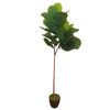 Tall Artificial Fiddle Leaf Fig 170cm - Designer Vertical Gardens artificial fiddle leaf fig tree artificial fig leaf plant