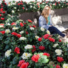 UV Red Rose Bunch - 45cm - Designer Vertical Gardens artificial garden wall plants artificial green wall australia