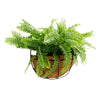 Wall - Mounted Hanging Fern Basket – UV Resistant (30cm x 40cm) - Designer Vertical Gardens Artificial Plants