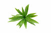 UV Aloe Vera Stem - 20cm