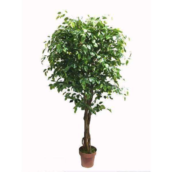 Rounded Ficus Tree 170cm