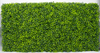 Portable Light Boxwood Hedge - UV stabilised (1m long x 50cm High)