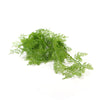 80cm Hanging Fresh Green Dense Maiden Hair Fern Bush UV Resistant - Designer Vertical Gardens artificial vertical garden melbourne artificial vertical green wall