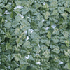 UV Ivy Roll (3m x 1m)