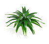Aloe Vera Plant Stem 30cm