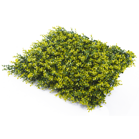 Sample - Dense Buxus Hedge Panel (25cm x 25cm)