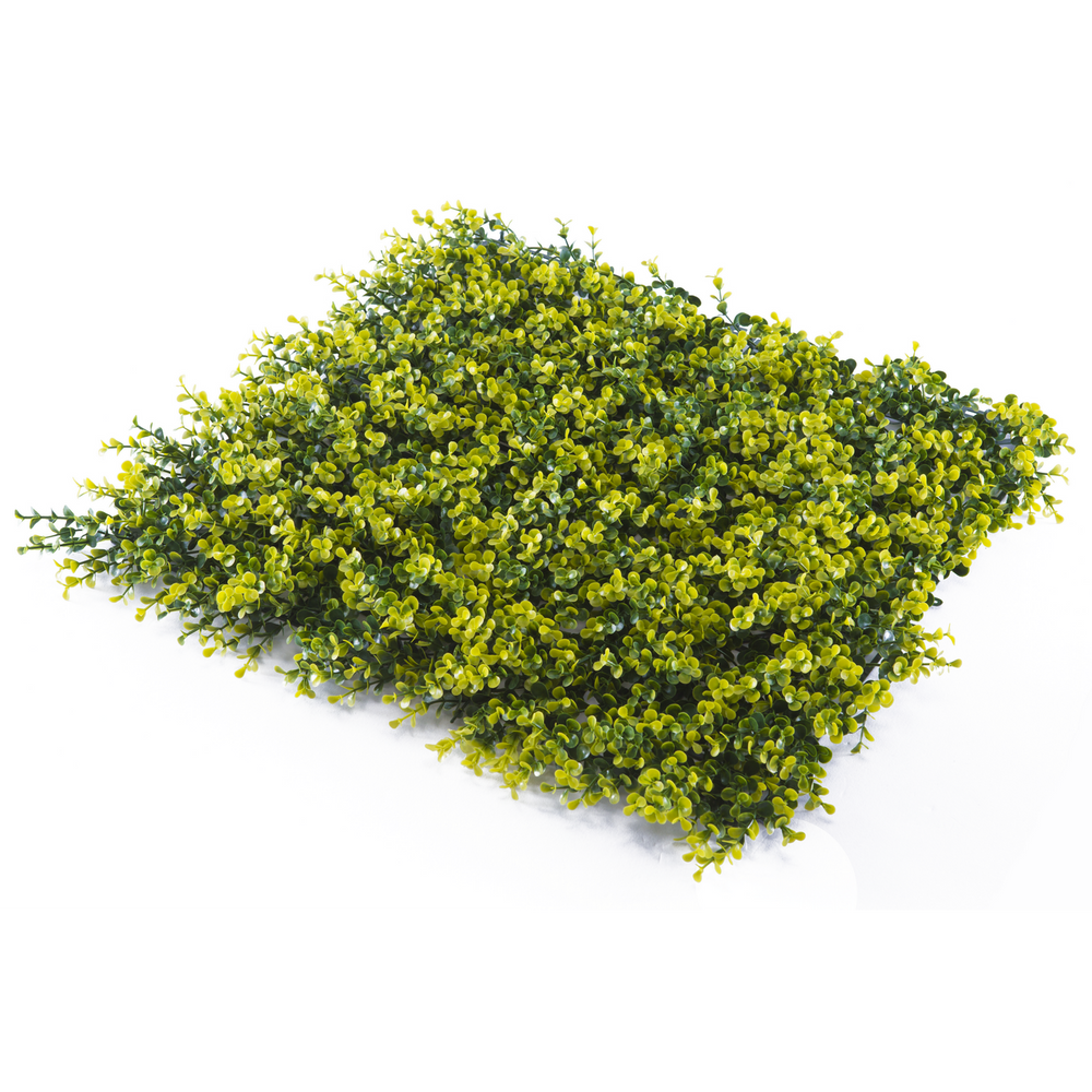 Sample - Dense Buxus Hedge Panel (25cm x 25cm)