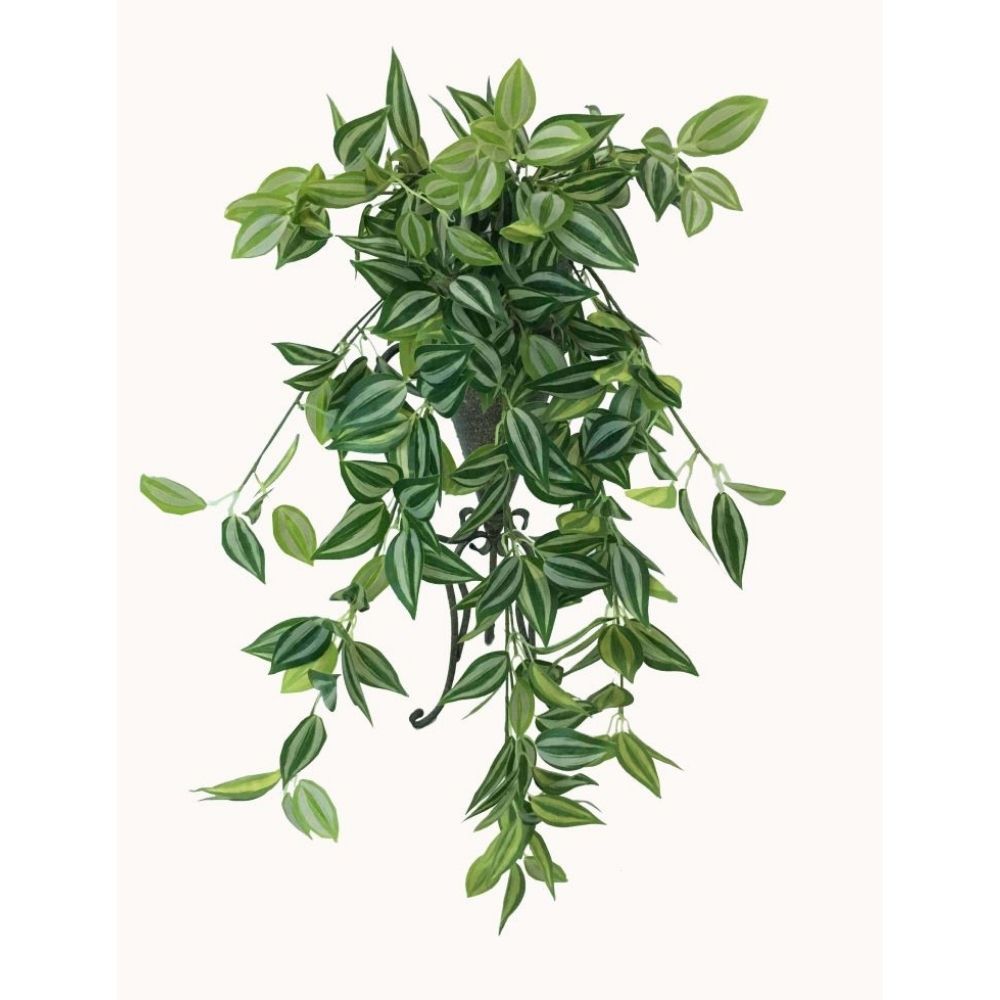 Hanging Mixed Philodendron Bush - 80cm
