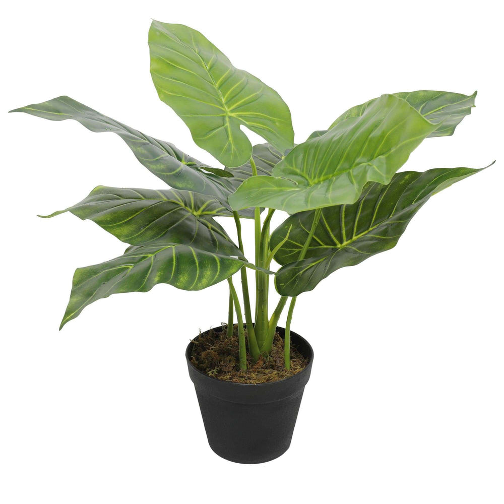 Artificial Potted Taro Plant / Elephant Ear 55cm - Designer Vertical Gardens Artificial Shrubs and Small plants Office and House plants