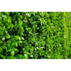 Dense Buxus Artificial Hedge Tile / Fake Vertical Garden 1m x 1m UV Resistant - Designer Vertical Gardens artificial garden wall plants artificial green wall australia